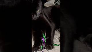 Carpet munchercuteblackcat songyoutubeshorts [upl. by Thordis486]