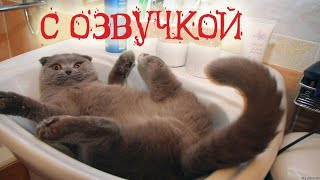 смешные коты с озвучкой  funny cats [upl. by Enileuqaj]