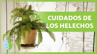 Cómo cuidar HELECHOS en MACETA🌿 ¡Tipos sustrato riego y más 💦 [upl. by Ayital]