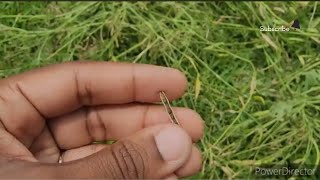 Fighting bugs and saving seeds in Mommys garden [upl. by Pattani130]