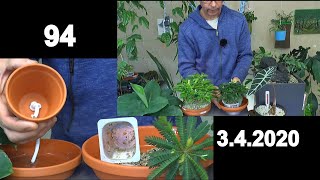 Südseepalme umtopfen Chili Bonsai Anzucht und mehr von Zimmerpflanzen im mineralischen Substrat [upl. by Leanatan798]