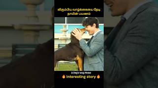 Dogs struggle to live a happy and peaceful life  விரும்பிய வாழ்க்கையை தேடி நாயின் பயணம்  Infogle [upl. by Annaes397]