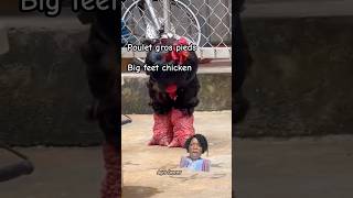 Dong Tao poulet rare  endangered chicken chicken rooster poulet coq comedy rire shortfeed [upl. by Aihseyn111]