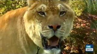 quotThe Dailyquot meets Hercules the Liger at the Myrtle Beach Preserve [upl. by Schnell196]