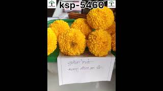 Kalash seeds marigold Yellow sunil ksp5460 [upl. by Norre85]