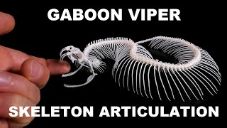 Gaboon Viper Bitis gabonica Snake Skeleton Articulation [upl. by Aisyle]