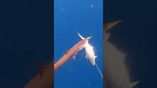 barracuda attaque 😮😮chassesousmarine pescasubmarina spearfishing صيدالسمك [upl. by Dnomder455]