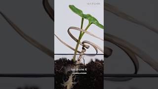 Erodium Seed science sciencefacts viral ytshorts shorts facts reels Lifeisallfacts tranding [upl. by Clevie]