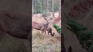 Momma and Nubbin buckie boy eating my apples on the Olympic Peninsula [upl. by Ahsekram]