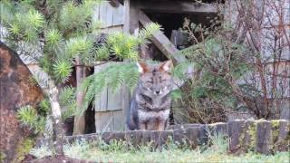 Chiloe Island Wildlife and nature [upl. by Franci]