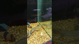 Bichir hunting around for a pellet finally got it lol Bichir fishfeeding aquarium clownloach [upl. by Annaesor89]