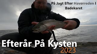 Efterår På Kysten 2023  På Jagt Efter Havørreden I Badekaret [upl. by Namrehs]