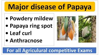 Major diseases of papaya and their management  पपीता की मुख्य रोग एवं उनके नियंत्रण। [upl. by Llenreb716]