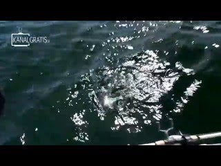 Rapala Pro Guide  Cod Fishing in the Stockholm Archipelago [upl. by Novaj]