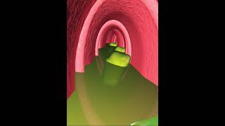 Digestive system peristaltic of small intestine 3D Animation [upl. by Asenav]