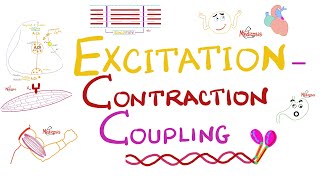 Excitation Contraction Coupling  Muscle Physiology 💪 [upl. by Evyn]