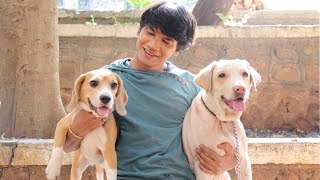 DOG SHORT FILM  SMALL POCKET  BEAGLE  MOHAK MEET [upl. by Nylinej]