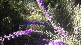 Butterflies on Liatris aspera [upl. by Attelra]