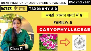 Caryophyllaceae Family 🌼 Floral diagram and formulas  Taxonomy  Economic importance [upl. by William162]