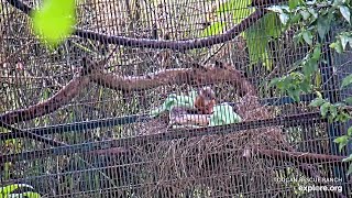 Baby Variegated Squirrel running amp grooming  071624  SlothTV playground via exploreorg [upl. by Yrral379]