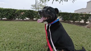 Roger the Homeless Dog  Engagement Session [upl. by Kruse288]