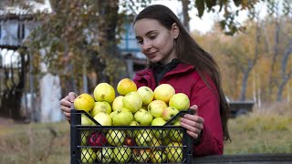 Harvesting in the village One day in Ukrainian countryside [upl. by Eneleuqcaj]