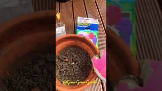 Planting Hyacinth bulbs [upl. by Magocsi946]