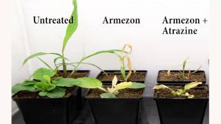 Armezon® Herbicide  Atrazine Trials Timelapse [upl. by Ansell730]