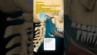 Mylohyoid Muscle mbbs humananatomy humanbody humananatomyandphysiology [upl. by Erwin]