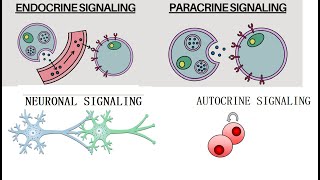 Types of Cell Signaling Paracrine Autocrine Endocrine and Neuronal Signaling [upl. by Yhtrod]