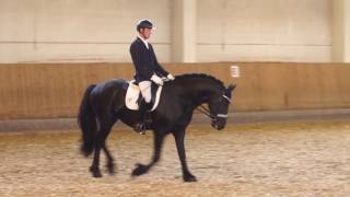 Friesian Stallion Maserati vd Hondshoeve  CDN B Gallneukirchen  OÖ 2017 [upl. by Atenaz]