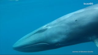 First footage of rare Omuras Whale taken [upl. by Mallin]