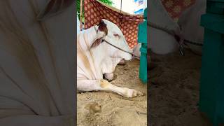 Sahiwal and Brahman Bull youtube viralshort sahiwal [upl. by Ronny]