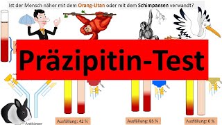 Präzipitintest zur Bestimmung stammesgeschichtlicher Verwandtschaft Biologie Evolution Oberstufe [upl. by Rennold755]