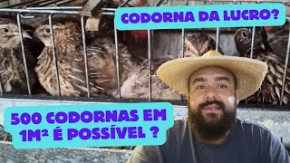 CODORNAS EM 2024 DÁ LUCRO 500 CODORNAS EM 1M² É POSSÍVEL [upl. by Cornish]