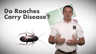 Do Roaches Carry Disease  Bulwark Exterminating Roach Control [upl. by Ahsiet]