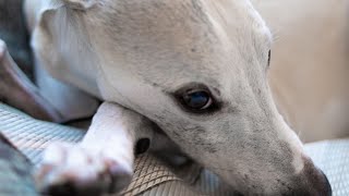 The Fascinating History of the Whippet Breed [upl. by Abraham]