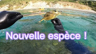 Chasse en eaux troubles en novembre islandboyfishing spearfishing [upl. by Mireielle]