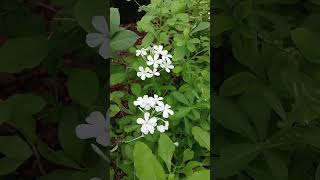 Planta plumbago 🪴☘️ videos plantas [upl. by Anam]