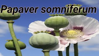 Medicinal plant  Papaver somniferum  Poppy plant Afeem [upl. by Wernher]