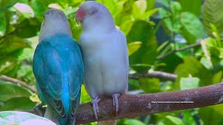 The Sounds of Lovebirds  Blue Opaline amp Albino  Lovebird Singing in the Morning [upl. by Zebada756]