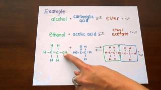 Ester Formation [upl. by Eadrahc]