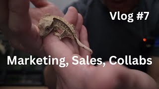 Marketing Sales Collabs  Vlog 7 of Zeros Geckos [upl. by Enilorac940]