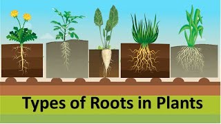 Types of Roots The 3 Main Functions of Roots in Plant Growth [upl. by Tades]