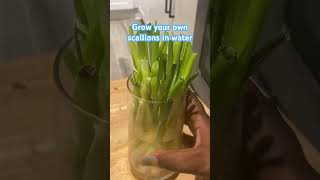 Growing your scallions in the fridge saves you money diy food fyp scallions gardening growth [upl. by Mccully]