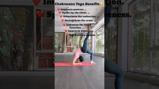 Chakrasana Yoga Benefits❤️ trending yoga yogateacher wheelpose chakrasan yogalove [upl. by Nedyrb162]