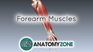 Forearm Muscles Part 1  Anterior Flexor Compartment  Anatomy Tutorial [upl. by Ilellan306]