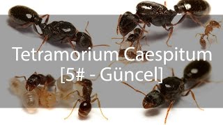 Tetramorium Caespitum Journal  Günlük  5 [upl. by Bortz]