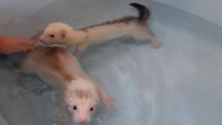 Giving our ferrets a bath [upl. by Ailito]