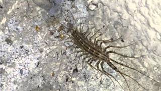 Spinnenläufer Scutigera coleoptrata auf meinem Balkon [upl. by Tranquada]